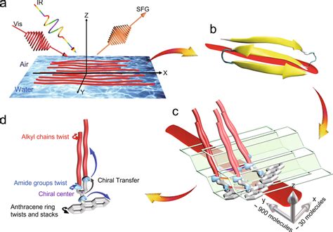 Schematic diagram of the supramolecular assembly arrangement and ...