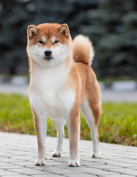 Купить щенка Сиба Ину — Питомник “go Mikheeva Elena”