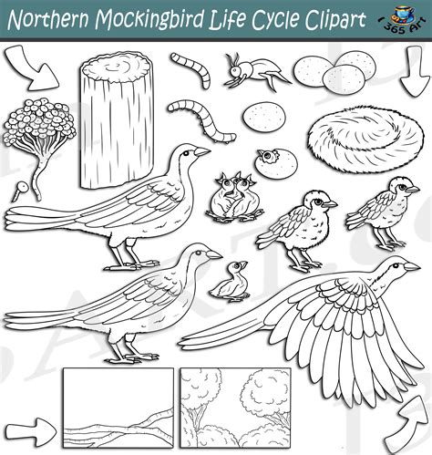 Northern Mockingbird Life Cycle Clipart Set Download - Clipart 4 School