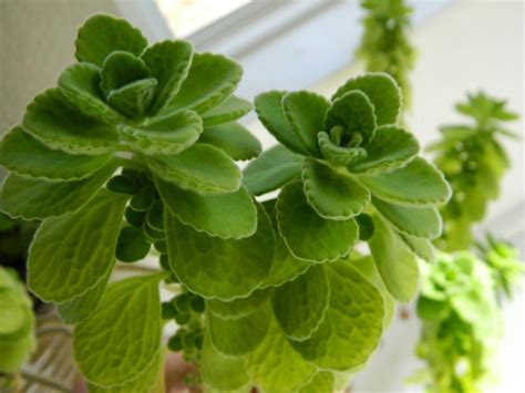 Photo Of The Leaves Of Vicks Plant Plectranthus Tomentosa Posted By