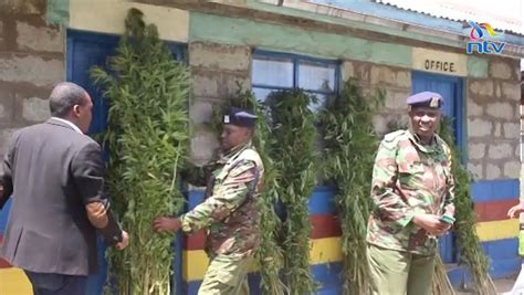 Ntv Kenya Police Bust Bhang Plantation In Aberdare Forest Two