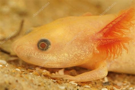 Primer Plano En La Cabeza De Una Larva Dorada Blanca Albina Del Trit N