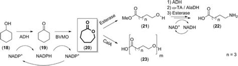 Redox Neutral Enzyme Cascade Synthesis Of Nylon 6 Monomer And Download Scientific Diagram