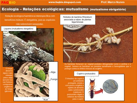 FAQBIO Apoio Ao Estudo De Biologia Ficha Resumo Ecologia