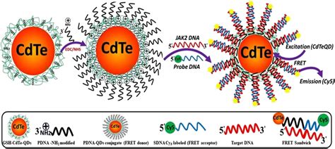 A Facile And High Sensitive Bio Sensing Of The V617F Mutation In JAK2