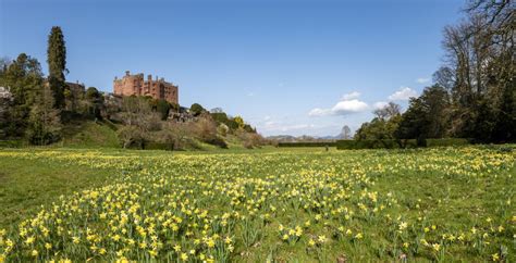 National Trust Cymru Share The Best Gardens To See Daffodils This St