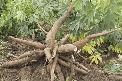 Cassava Plant