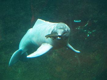 Amazon River Dolphin: The Animal Files