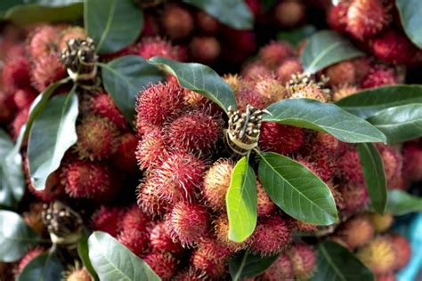 9 Manfaat Buah Rambutan Untuk Kesehatan Bisa Cegah Diabetes Kumparan