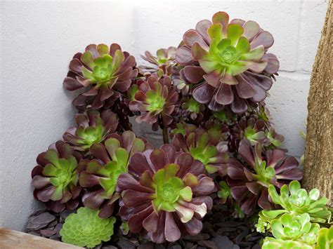 Aeonium Velour World Of Succulents