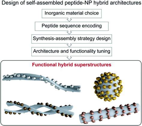 Self Assembled Peptideinorganic Nanoparticle Superstructures From