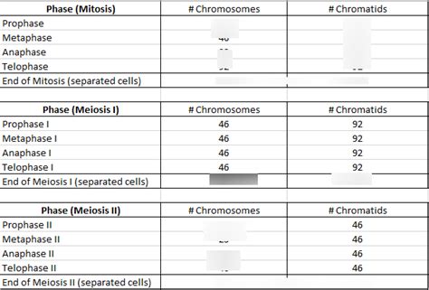 Chromosomes Diagram Quizlet