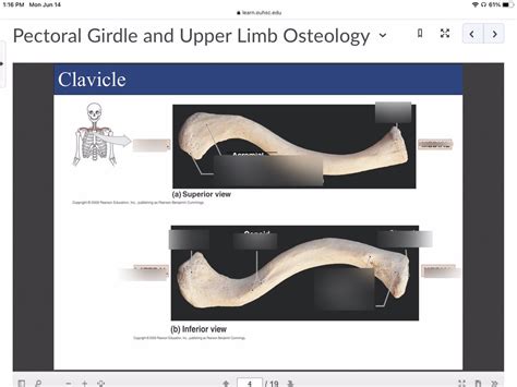 Pectoral Girdle And Upper Limb Osteology Diagram Quizlet