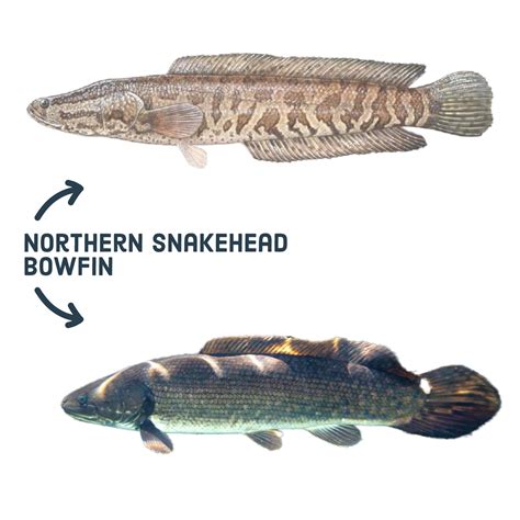 Bowfin and Northern Snakehead | FWS.gov