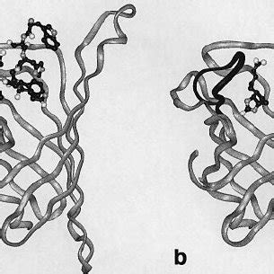 Purification Of A Strep Tag Ii Fusion Protein From The Periplasmic