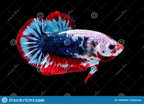 Luta Dos Peixes De Betta No Aqu Rio Foto De Stock Imagem De Tropical