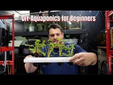 DIY Aquaponics in home aquarium : r/aquaponics