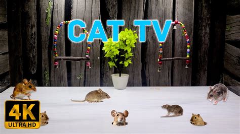 Cat Tv Mouse Grabbing Food Squabble Squeaking And Playing For Cats To Watch 8 Hour 4k Uhd