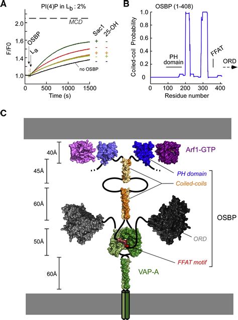 A Four Step Cycle Driven By PI 4 P Hydrolysis Directs Sterol PI 4 P