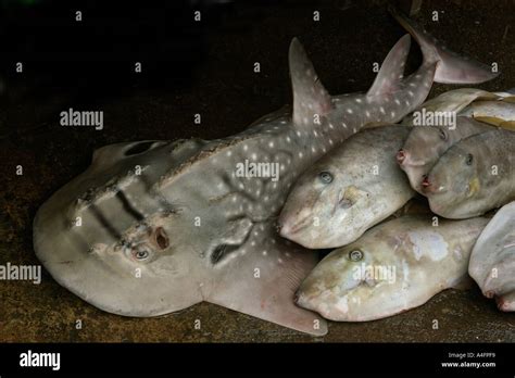 Bowmouth Guitarfish Shark Ray Rhina Ancylostoma And Unicorn Filefish