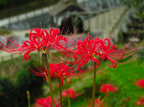 Anime Red Spider Lily Hd Wallpaper Pxfuel