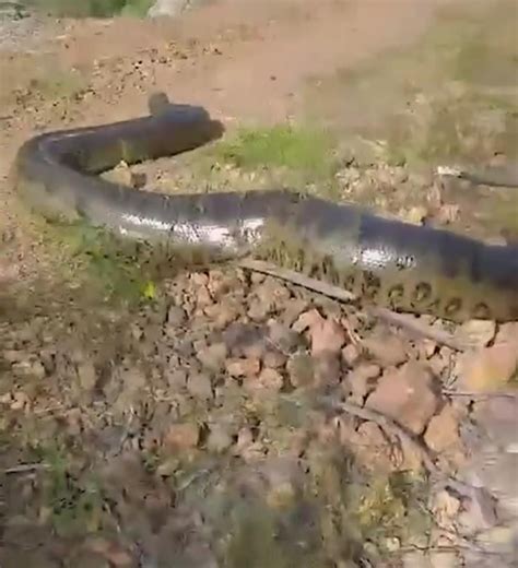 V Deo Sucuri Gigante Flagrada Atravessando Estrada Na Zona Blog