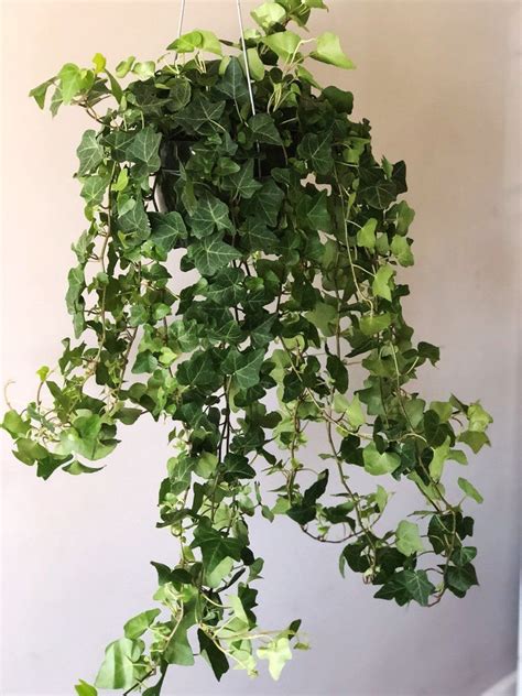 English Ivy Live House Plants Live Hanging Plant Air Etsy Hanging