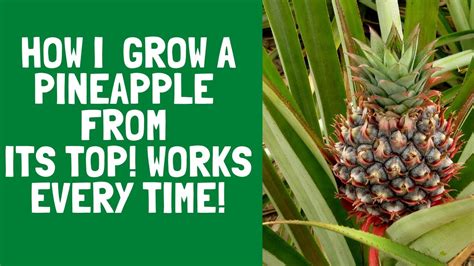 How To Grow Pineapples At Home Fast N Easy Works Every Time YouTube