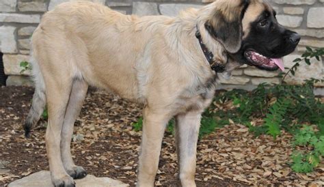 Fluffy English Mastiff: Can Mastiffs Have Long Hair? - Fuzzy Rescue