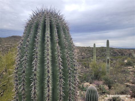 Saguaro Nationalpark Faszinierende Riesenkakteen Travelinspired