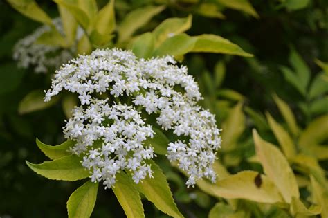 Juoduogis šeivamedis Aurea Sambucus Nigra