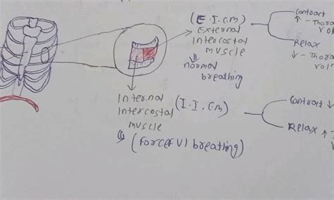 (E.I.Cm) External Intercostal muscle normal breathing Internal Intercosta..