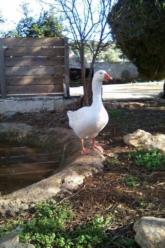 A White Duck Standing Next To A Small Pond