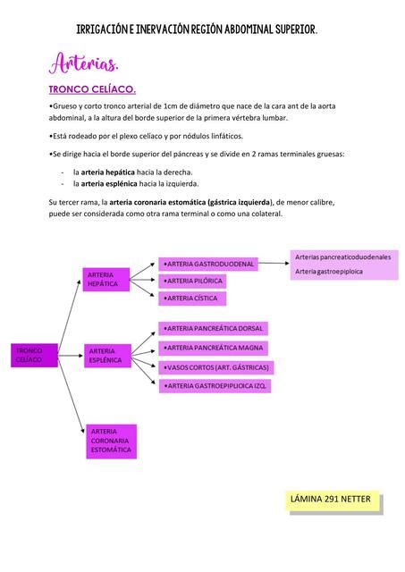 Irrigación e Inervación Región Abdominal Superior luisiifranco uDocz