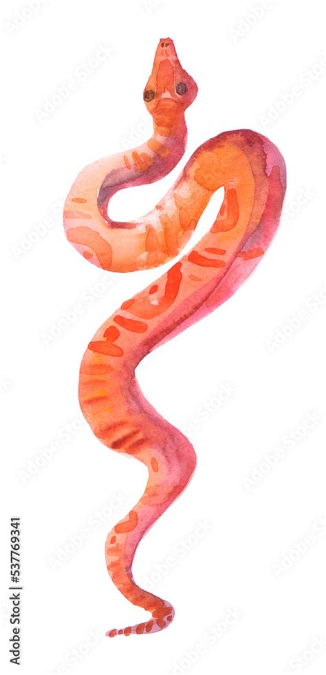 Watercolor drawing of coral snake isolated on the white background ...