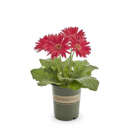 Monrovia 1 Quart Pink Gerbera Daisy In Pot L3114 At