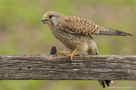 Peneireiro Vulgar Common Kestrel Falco Tinnunculus Flickr