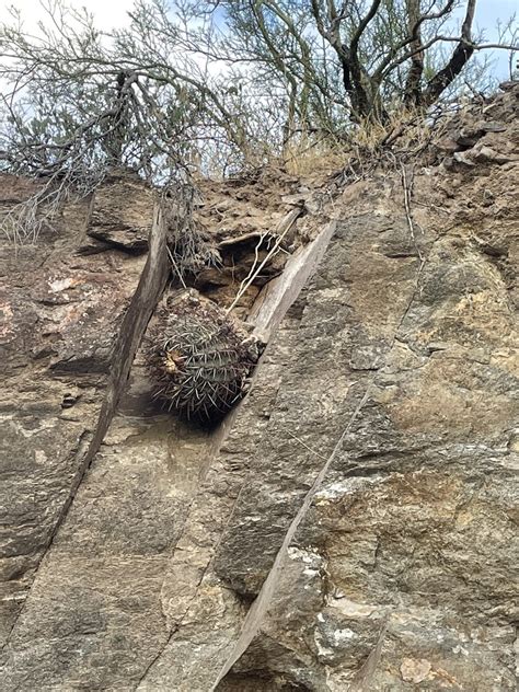 California Barrel Cactus From Maricopa County Us Az Us On October