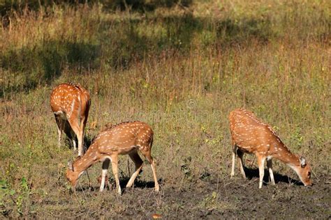 Spotted Deer in Natural Habitat Stock Photo - Image of wild, feeding ...