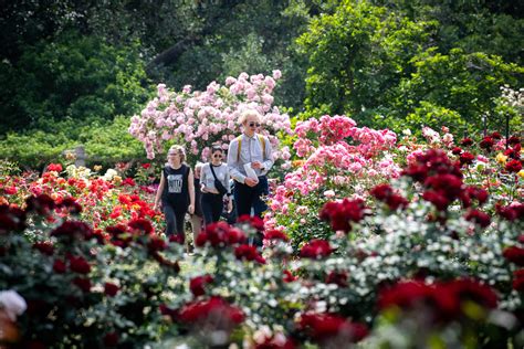 Pasadena Flower Garden | Fasci Garden