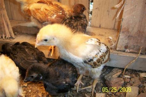 What Are These Week Old Chicks Rir S Sex Links Backyard Chickens Learn How To Raise
