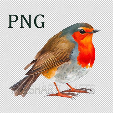 Robin Png, Robin Clip Art, Robin Watercolor Art, Clipart With Transparent Background, Bird ...