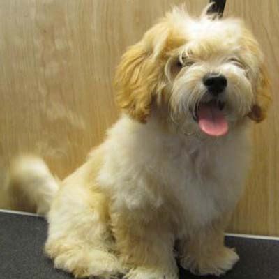 Shihpoo – Designer Dogs Online