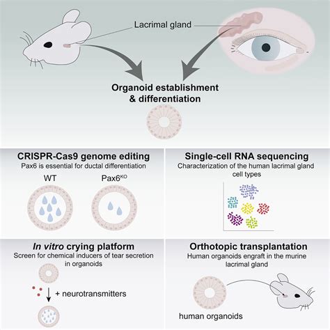 Exploring The Human Lacrimal Gland Using Organoids And Single Cell