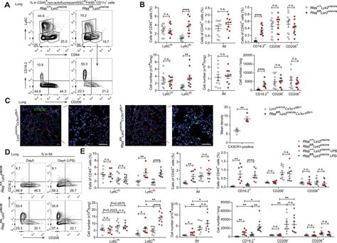 RBP J Regulates Homeostasis And Function Of Circulating Ly6Clo