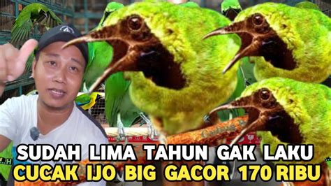 KIOS SINTING CUMA DISINI CUCAK IJO BIG GACOR DIJUAL 170 RIBU PASAR