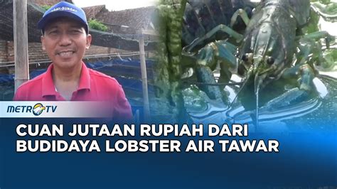 Cuan Jutaan Rupiah Dari Budidaya Lobster Air Tawar YouTube