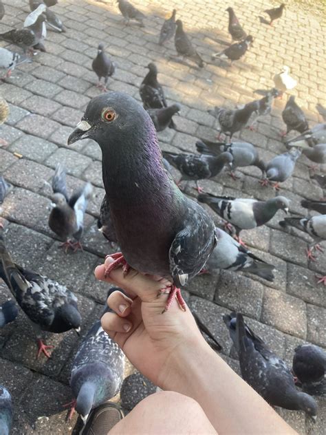 KirbBound On Twitter RT KirbyEarthbound Holding A Pigeon