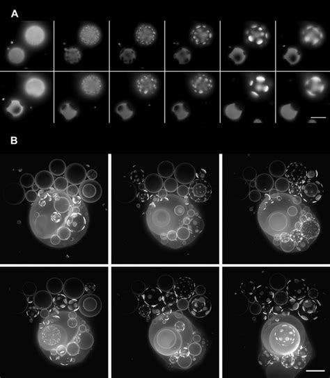 Figures And Data In Oscillatory Phase Separation In Giant Lipid