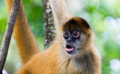 The 15 Species Of Critically Endangered New World Monkeys - WorldAtlas